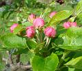 2008-0404_1415_Crab_Apple_Blossom_17.5_C